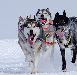 Husky Kennel Visit & Short Sleigh Experience