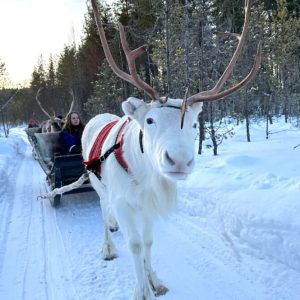 Long-distance Reindeer Sleigh Safari