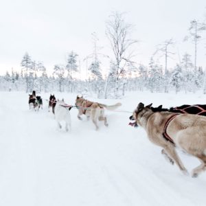Husky Experience in Saariselkä (with 10 Km Sleigh)