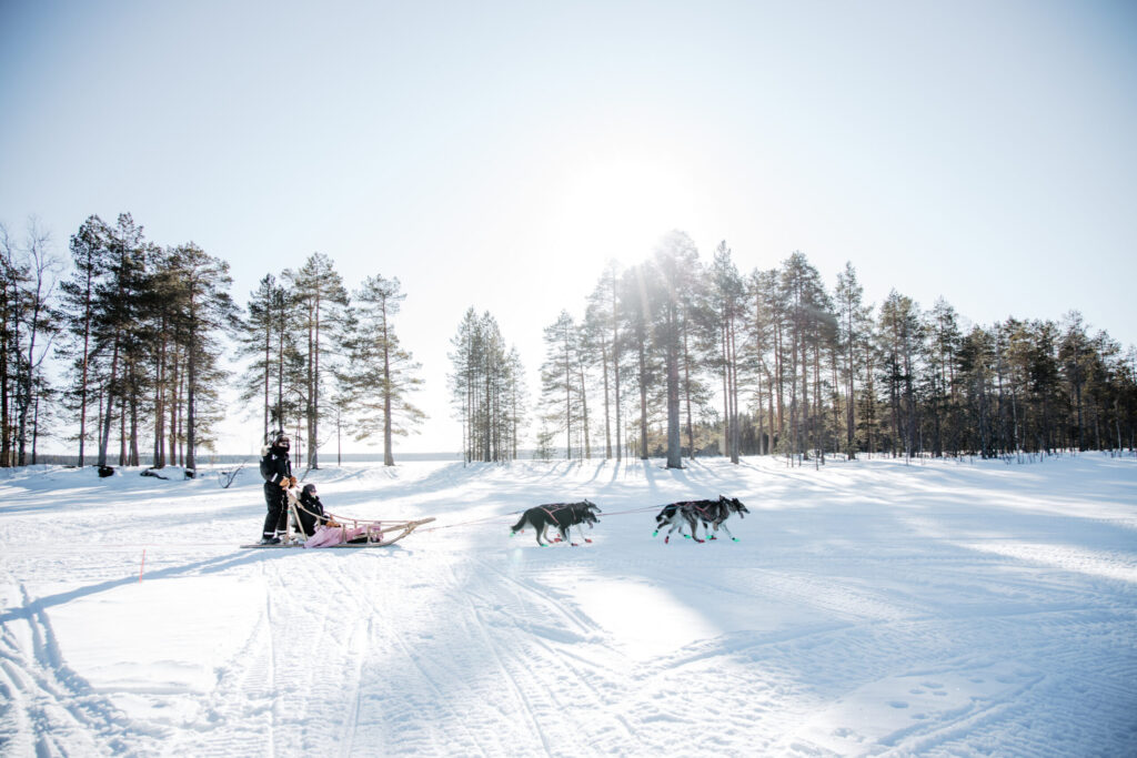 Husky Safari (with 10 Km Sleigh) - Image 2