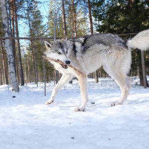 Husky Experience in Levi (with 10 Km Sleigh)