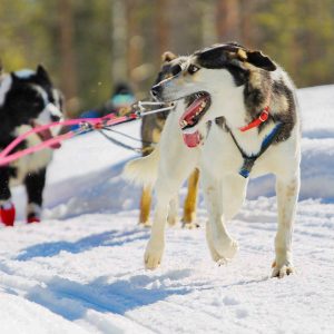 Husky Safari (with 5 Km Sleigh)
