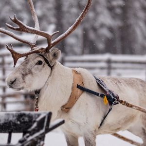 Sleigh Day: Snowmobile & Duo-animal Sleigh